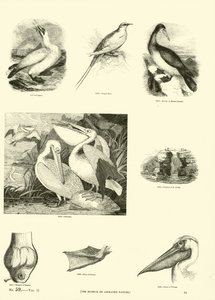 Pagina uit Het Picturale Museum van Geanimeerde Natuur